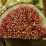 fig-1