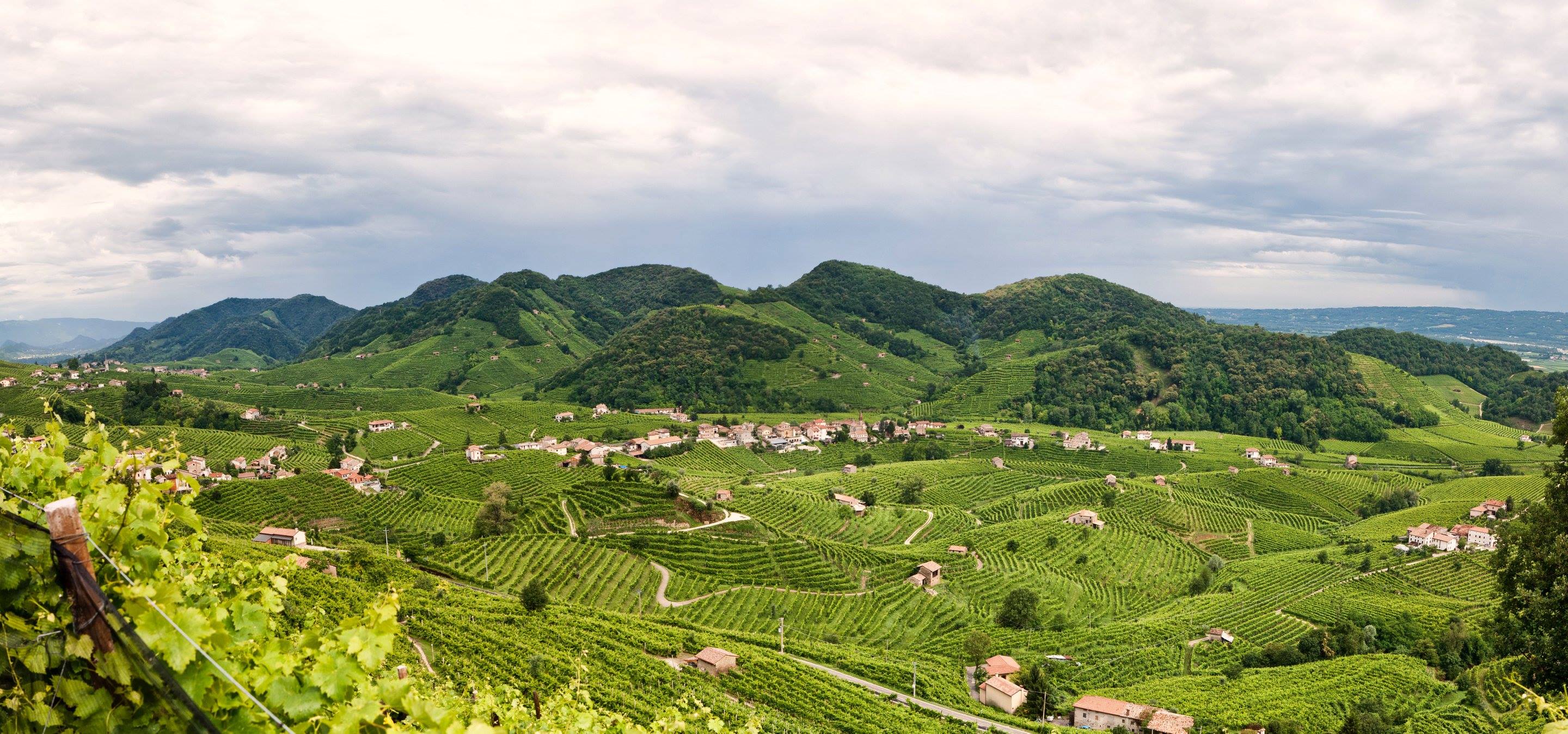 champagne vineyard valley
