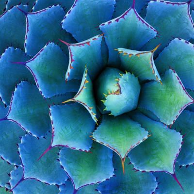 AGAVE PLANT